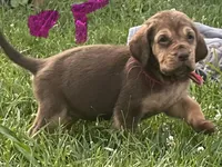 pink, a female Bloodhound for sale in Trenton, GA – 3 of 3