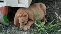 Blue /Orange, a male Bloodhound for sale in Trenton, GA – 2 of 2