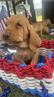 green, a male Bloodhound for sale in Trenton, GA – 3 of 3