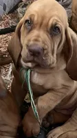 green, a male Bloodhound for sale in Trenton, GA – 2 of 3