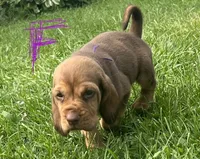 purple, a female Bloodhound for sale in Trenton, GA – 1 of 2