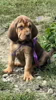 purple, a female Bloodhound for sale in Trenton, GA – 1 of 4
