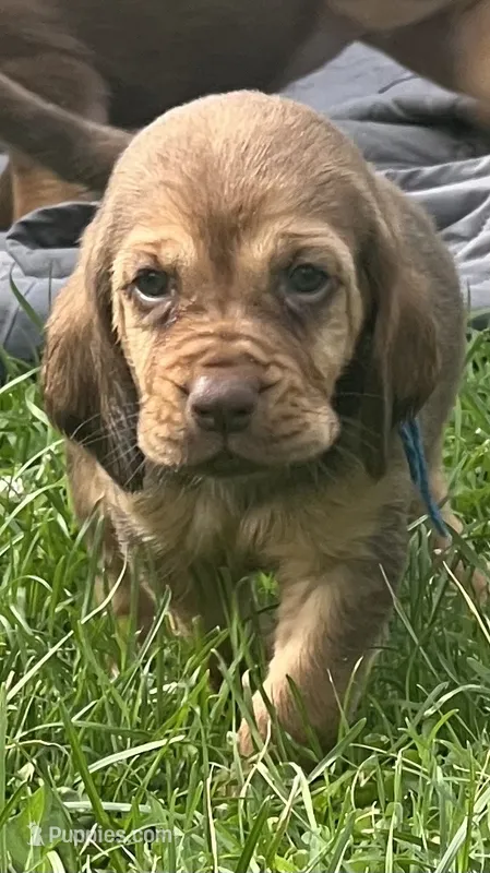 Blue – Bloodhound puppy for sale in Trenton, GA