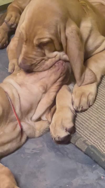 orange, a male Bloodhound for sale in Trenton, GA – 5 of 5