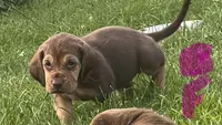 pink, a female Bloodhound for sale in Trenton, GA – 1 of 3