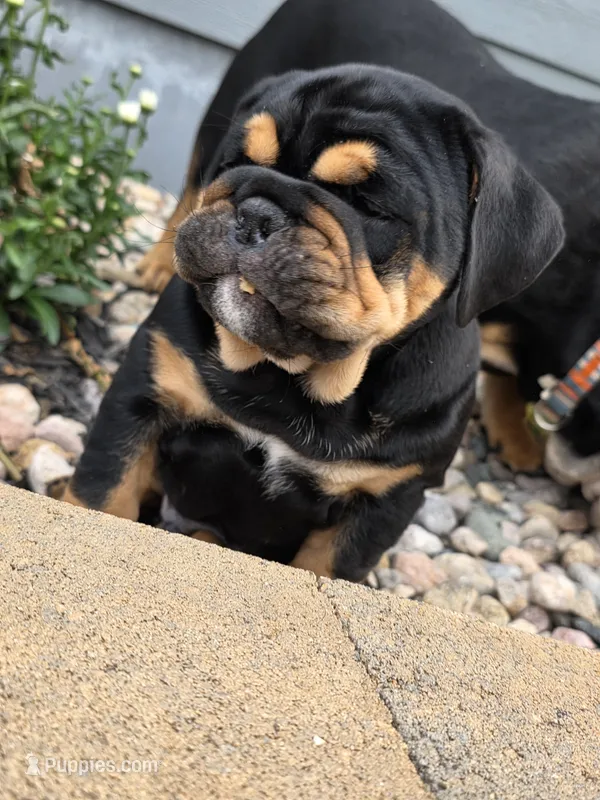 Maui – English Bulldog puppy for sale in Loveland, CO