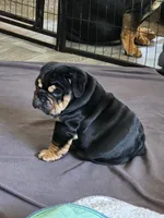 Maui, a male English Bulldog for sale in Loveland, CO – 7 of 10