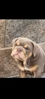 Moana, a female English Bulldog for sale in Loveland, CO – 10 of 10