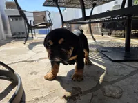 Maui, a male English Bulldog for sale in Loveland, CO – 8 of 10