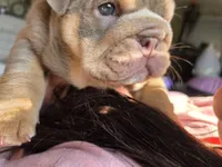 Moana, a female English Bulldog for sale in Loveland, CO – 6 of 10