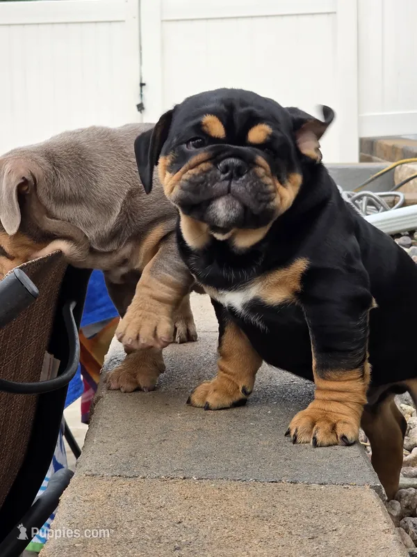 Maui – English Bulldog puppy for sale in Loveland, CO