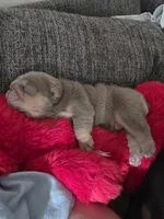 Moana, a female English Bulldog for sale in Loveland, CO – 4 of 10