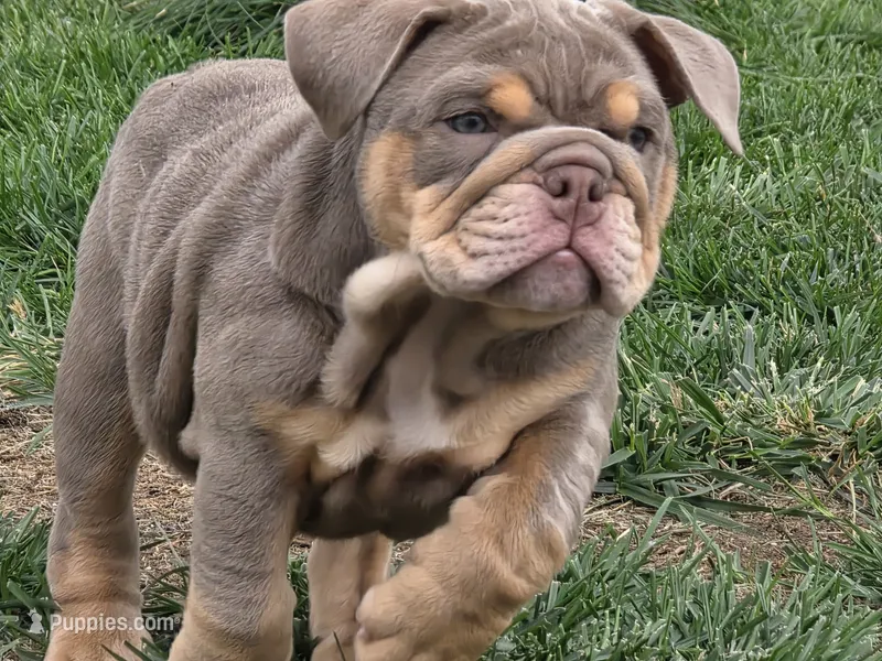 Moana – English Bulldog puppy for sale in Loveland, CO