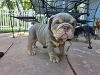 Moana, a female English Bulldog for sale in Loveland, CO – 8 of 10