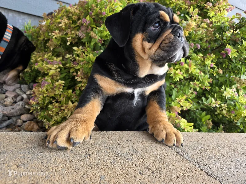 Maui – English Bulldog puppy for sale in Loveland, CO