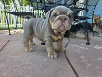 Moana, a female English Bulldog for sale in Loveland, CO – 2 of 10