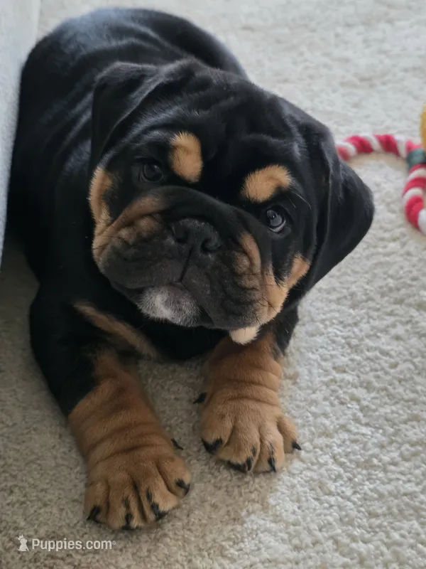 Maui – English Bulldog puppy for sale in Loveland, CO