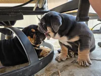 Maui, a male English Bulldog for sale in Loveland, CO – 9 of 10