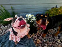 Moana, a female English Bulldog for sale in Loveland, CO – 7 of 10