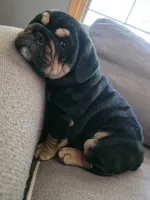 Maui, a male English Bulldog for sale in Loveland, CO – 2 of 10
