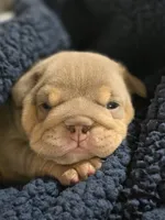 Moana, a female English Bulldog for sale in Loveland, CO – 10 of 10