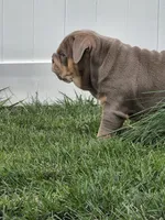 Moana, a female English Bulldog for sale in Loveland, CO – 9 of 10