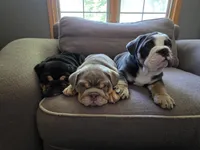 Moana, a female English Bulldog for sale in Loveland, CO – 8 of 10