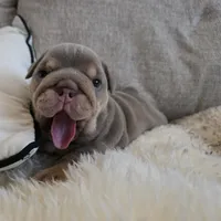 Moana, a female English Bulldog for sale in Loveland, CO – 7 of 10