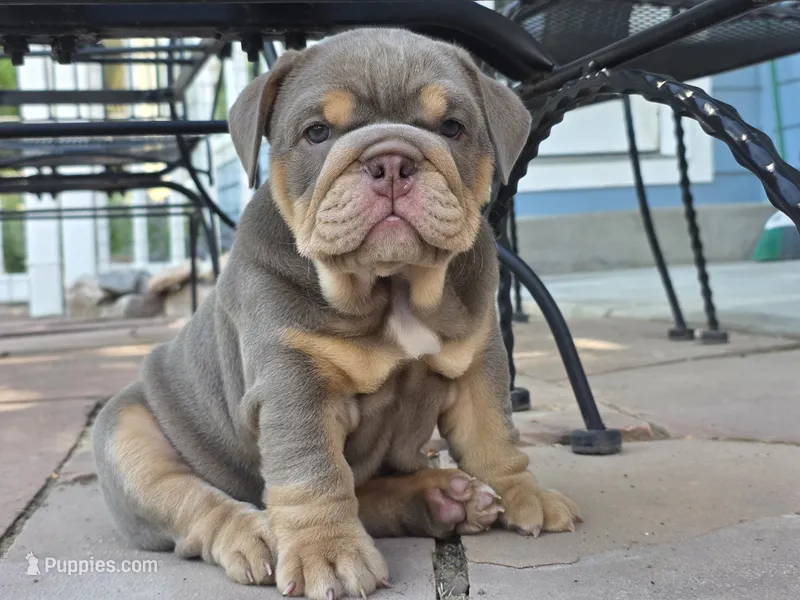 Moana – English Bulldog puppy for sale in Loveland, CO