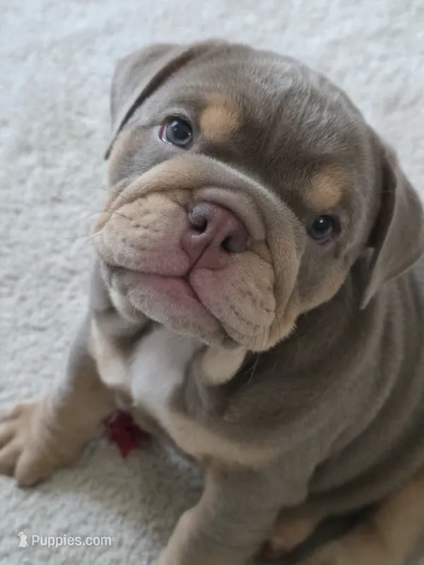 Moana – English Bulldog puppy for sale in Loveland, CO