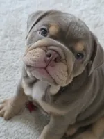 Moana, a female English Bulldog for sale in Loveland, CO – 5 of 10