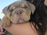 Moana, a female English Bulldog for sale in Loveland, CO – 3 of 10