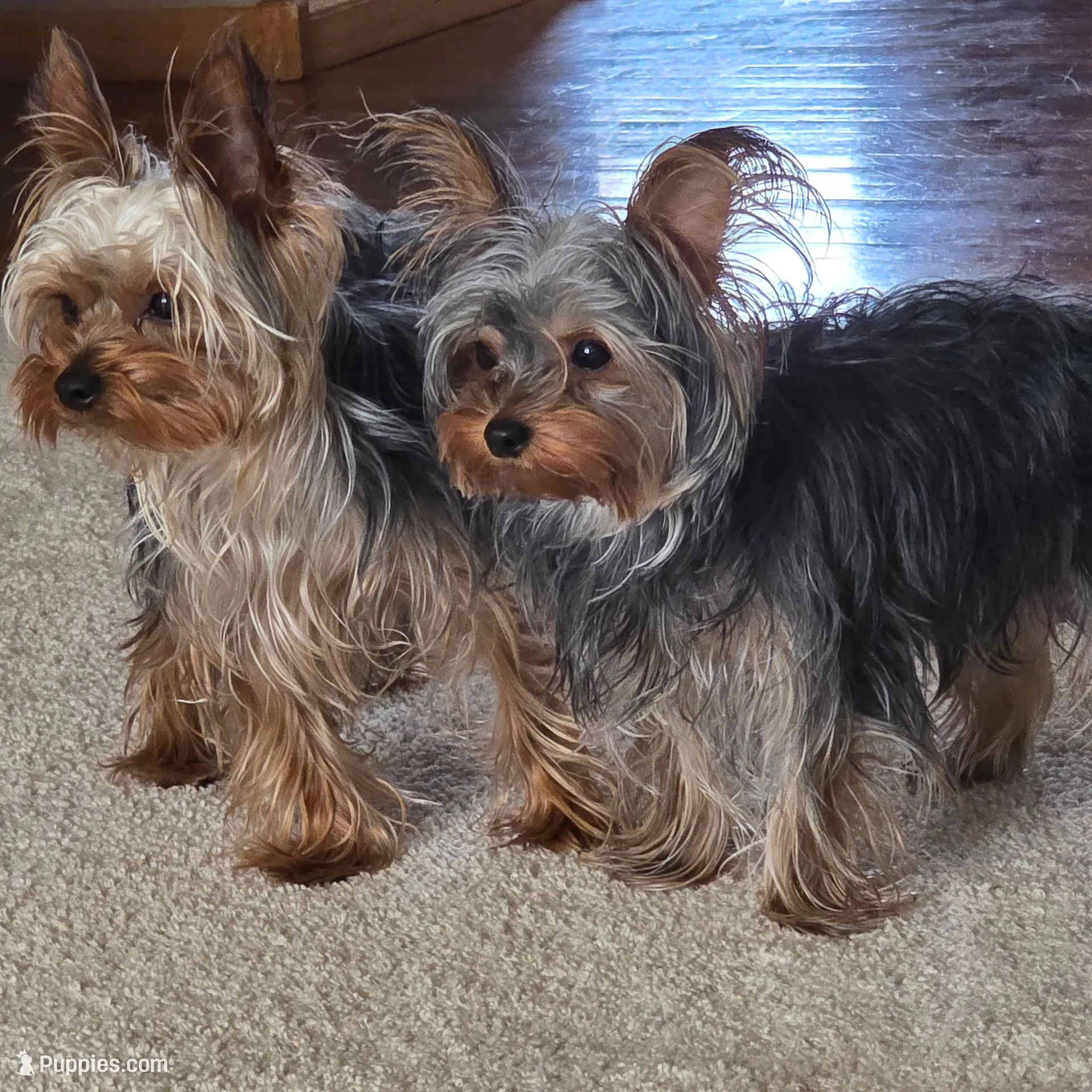 Priscilla , a female Yorkshire Terrier for sale in Loveland, CO – Photo 4 of 4