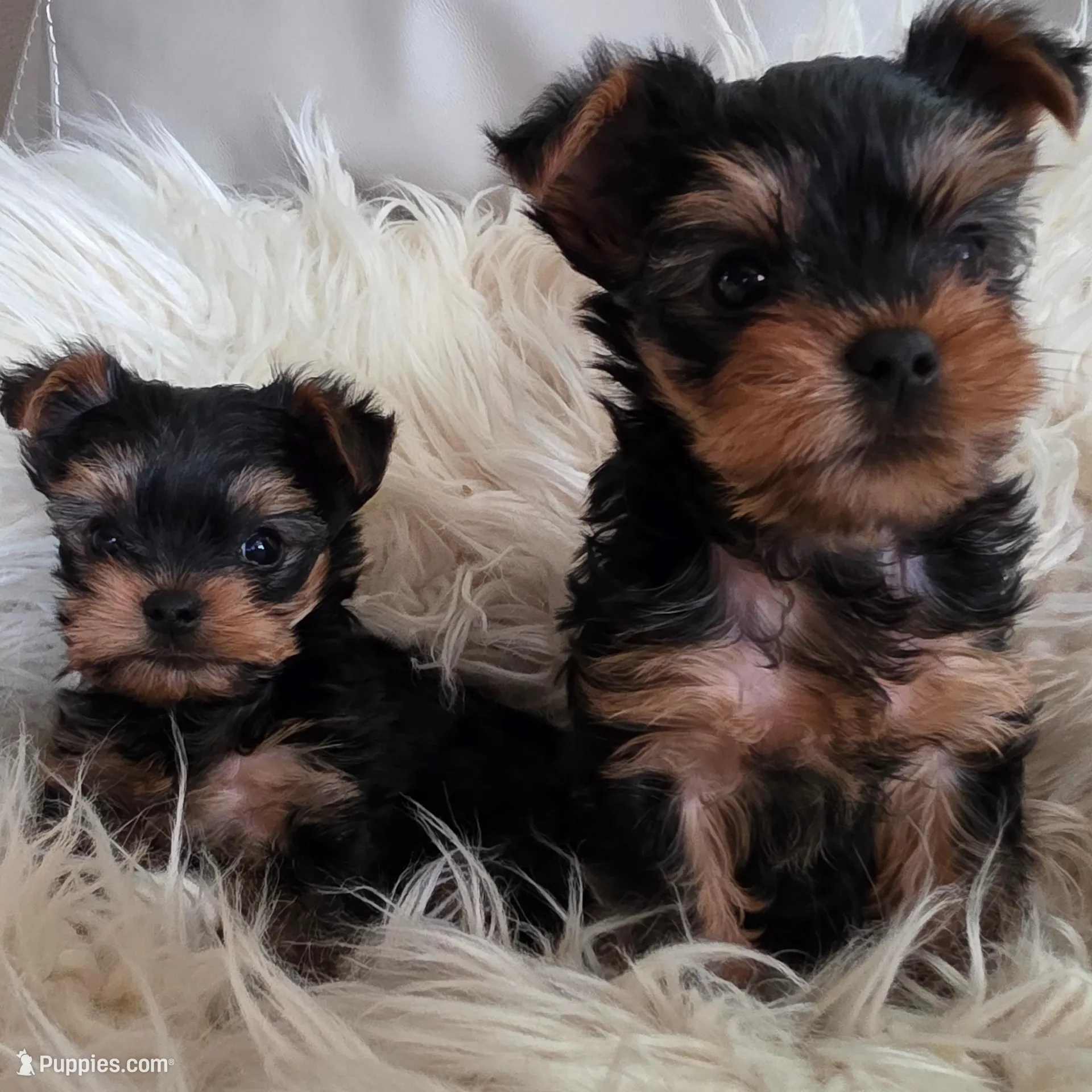 Priscilla , a female Yorkshire Terrier for sale in Loveland, CO – Photo 3 of 4