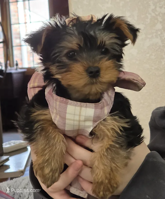 Priscilla  – Yorkshire Terrier puppy for sale in Loveland, CO