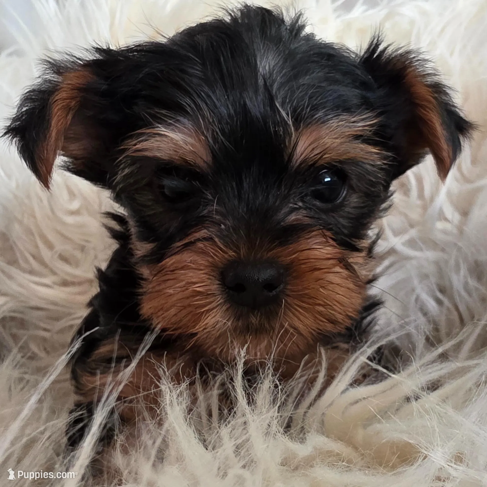 Priscilla , a female Yorkshire Terrier for sale in Loveland, CO – Photo 2 of 4