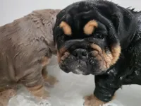 Maui, a male English Bulldog for sale in Loveland, CO – 5 of 10