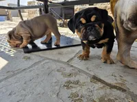 Maui, a male English Bulldog for sale in Loveland, CO – 10 of 10