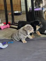 Moana, a female English Bulldog for sale in Loveland, CO – 2 of 10