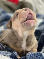 Moana, a female English Bulldog for sale in Loveland, CO – 10 of 10