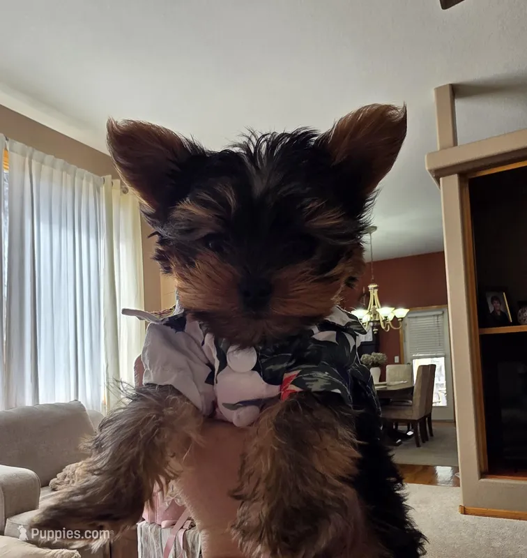 Elvis – Yorkshire Terrier puppy for sale in Loveland, CO