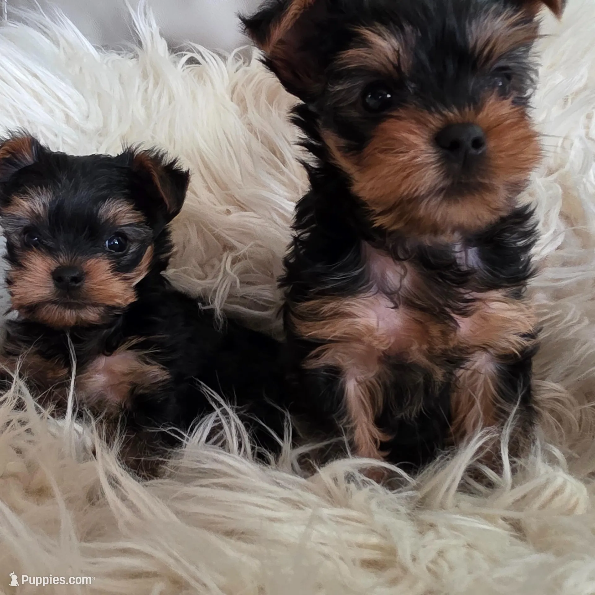 Elvis, a male Yorkshire Terrier for sale in Loveland, CO – Photo 3 of 4