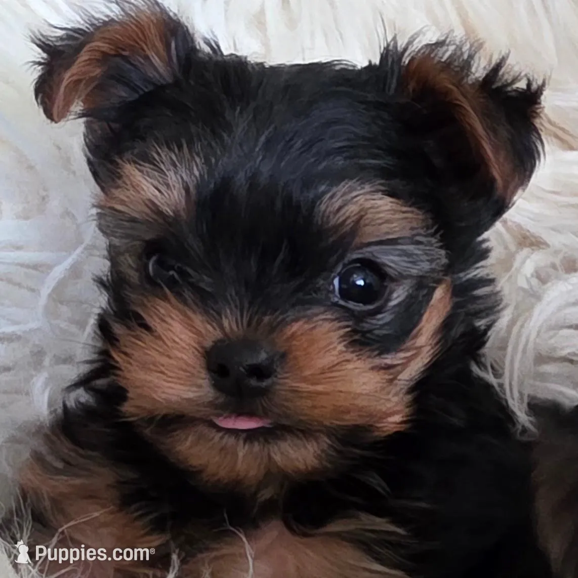 Elvis, a male Yorkshire Terrier for sale in Loveland, CO – Photo 2 of 4