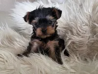 Elvis, a male Yorkshire Terrier for sale in Loveland, CO – Photo 1 of 4
