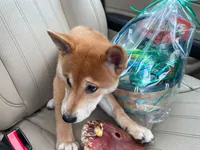 Suki, a female Shiba Inu for sale in San Antonio, TX – 3 of 4