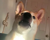 Suki, a female Shiba Inu for sale in San Antonio, TX – 2 of 4