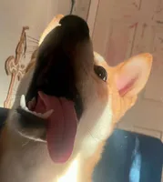 Suki, a female Shiba Inu for sale in San Antonio, TX – 4 of 4