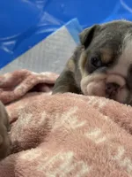 Bitty, a female English Bulldog for sale in Conyers, GA – Photo 3 of 4