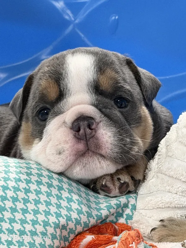 Bitty – English Bulldog puppy for sale in Conyers, GA