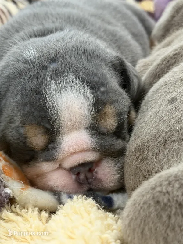 Bitty – English Bulldog puppy for sale in Conyers, GA